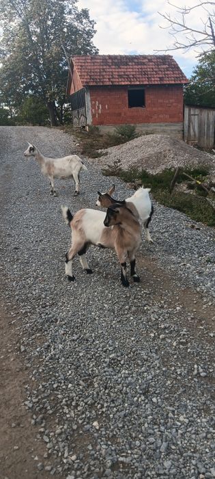 Vând o capră românească