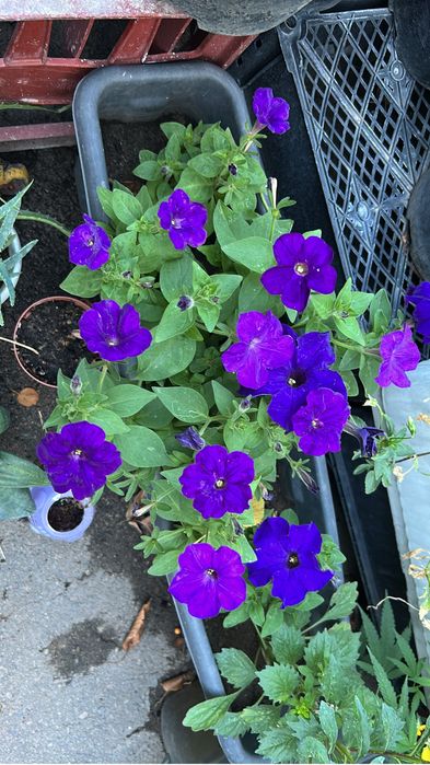 Рассада петунья , бархатцы и тд