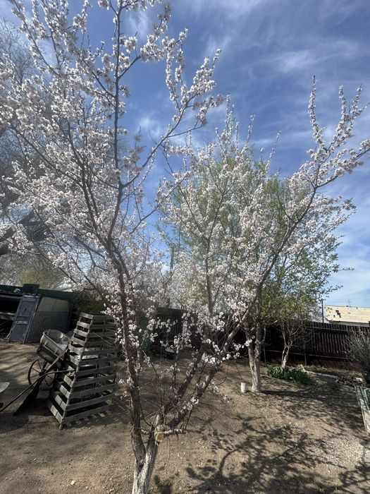 Отростки абрикоса и сирени