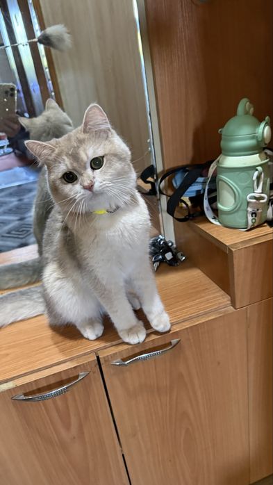Скотиш Фолд Шиншиллы на вязку