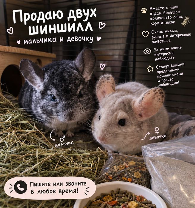 СРОЧНО Шиншиллы!!!