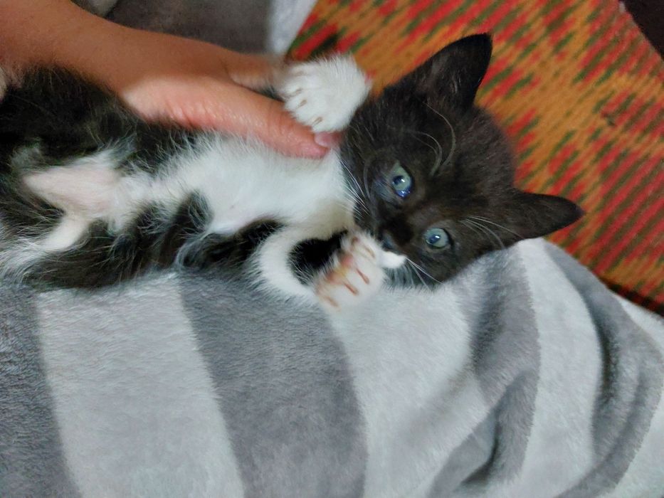 2 oylik mushukchalar yaxshi mehribon qollarga beriladi