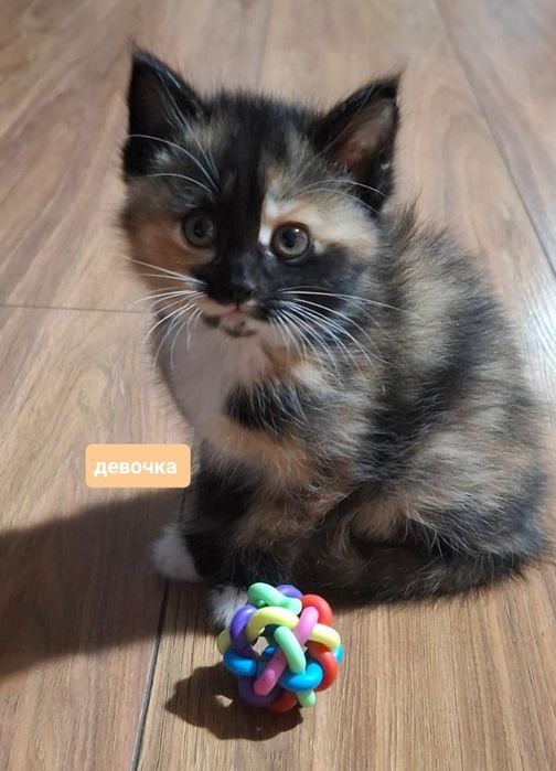 Котята в Добрые руки приучены к лотку
