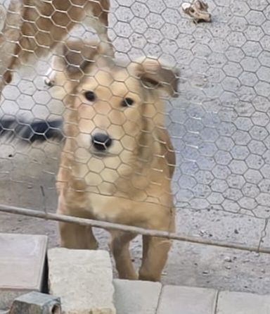 Потерялся пес Думан, Думан-2