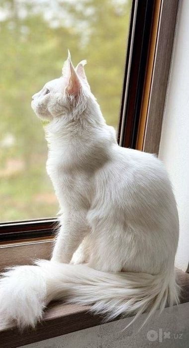 Чистокровный белоснежный Мейн-кун с документами! (Maine Coon)