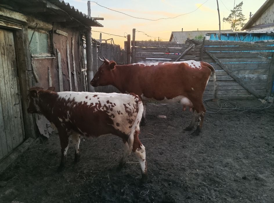 Продам молодую корову