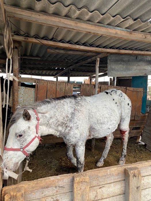 Айгыр сатылады !