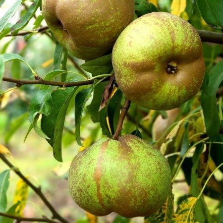 Par Oliver De Serres