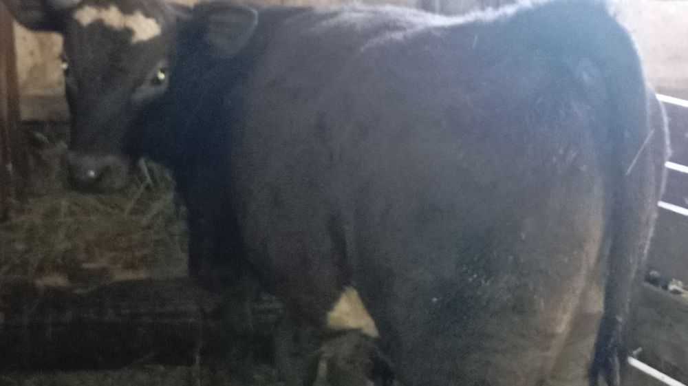 Vând 2 tăurași de 4-5 luni