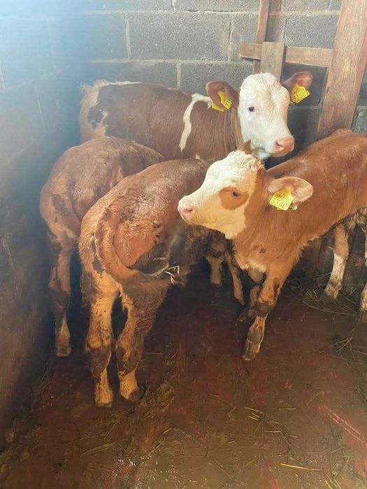 Animale domestice 4 vitei