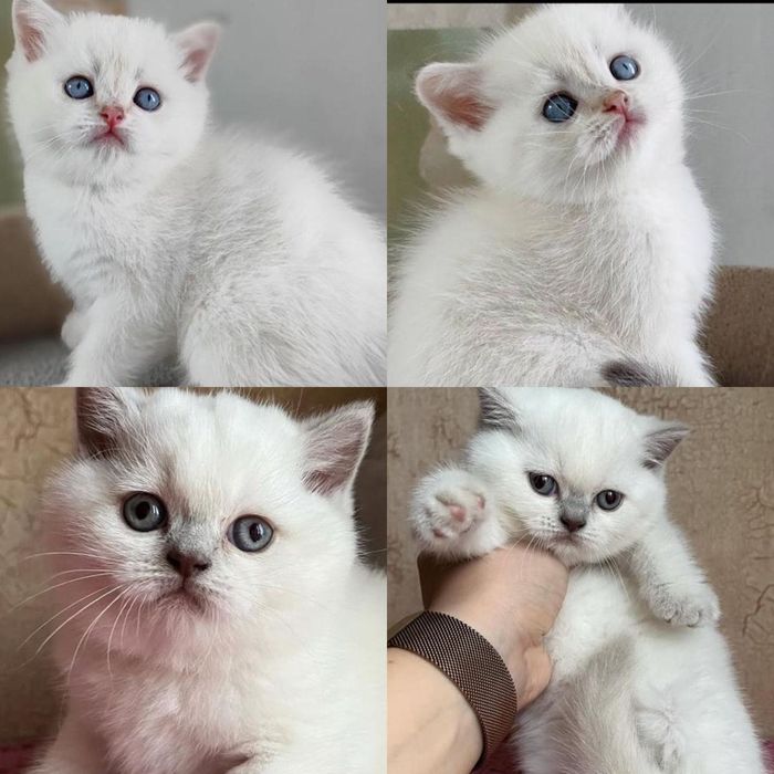 Белоснежные котята!