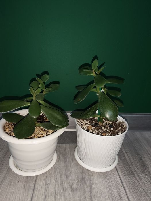 Денежное дерево (Крассула)