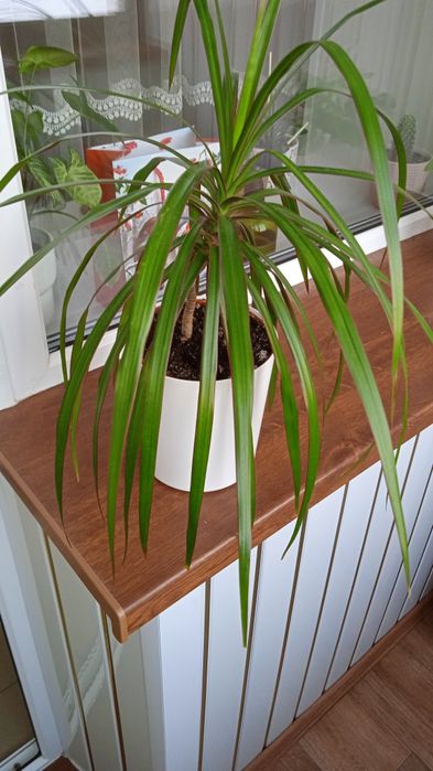 Драцена комнатный цветок