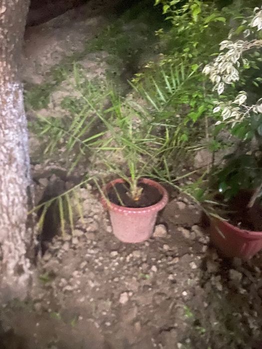 Продам цветы красивые