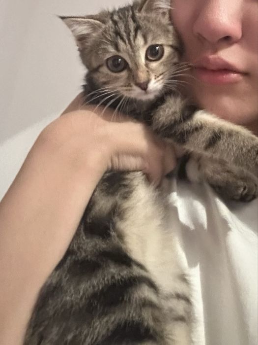 Котеночек вислоухий мальчик