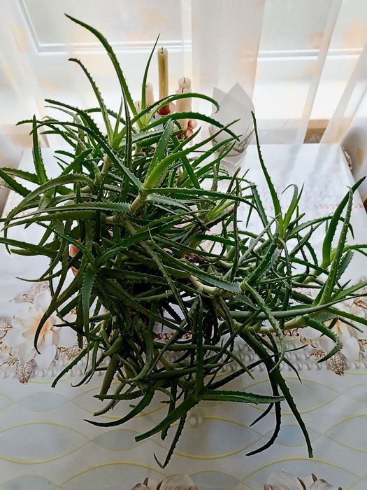 Продам большое АЛОЭ