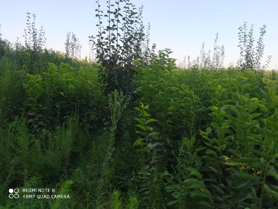 Mevali daraxt ko'chatlari sotiladi