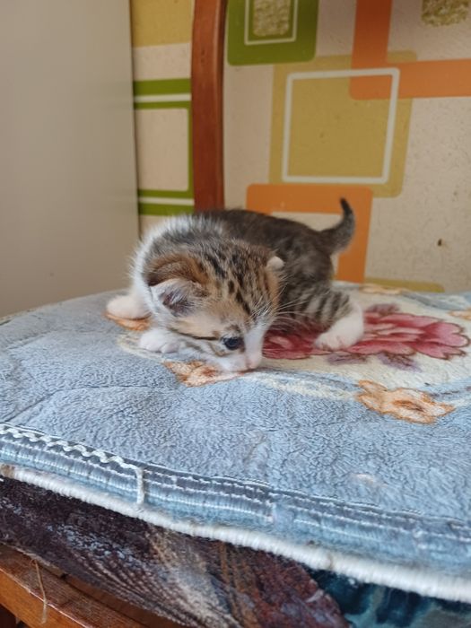 Отдам в добрые руки котят