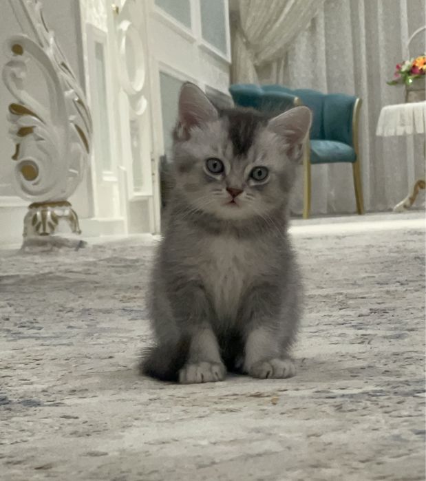 Britanka va shotlandskiyni bolalari