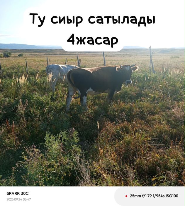 Туу сиыр сатылады