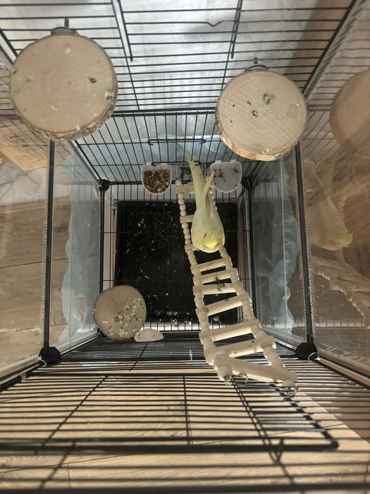 Продам попугай корэла