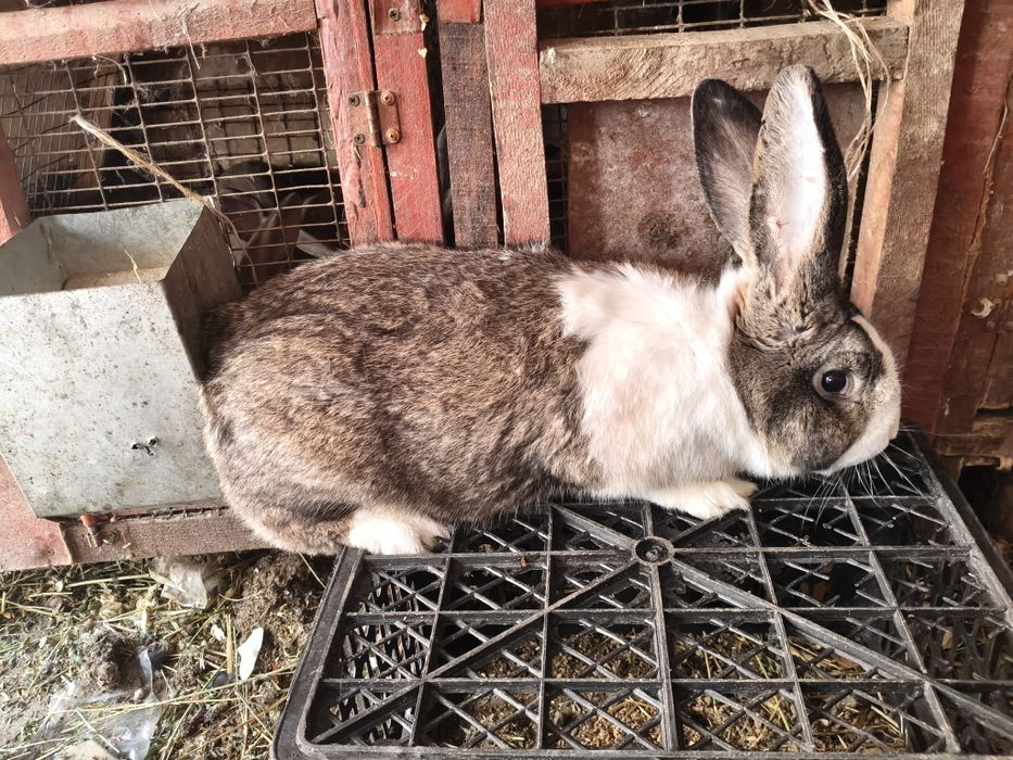 Продам самца на племя