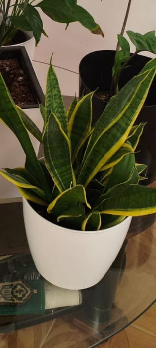 Комнатные растения