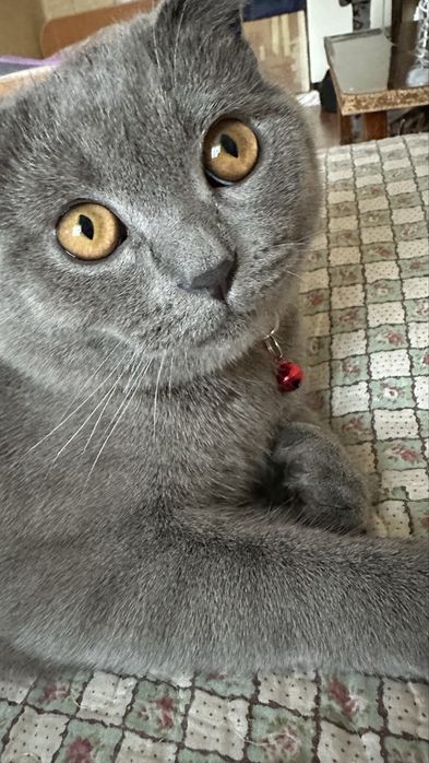 Шотландский красавчик для вязки