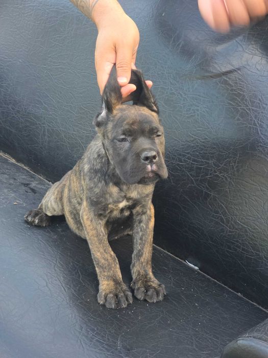 Кане корсо,Cane corso