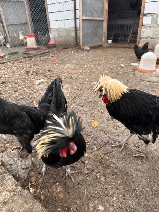 3 cocoși moțați olandez