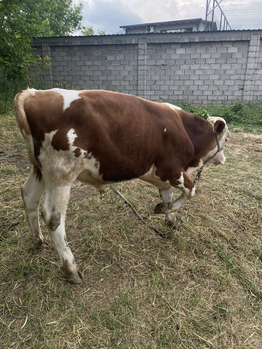 Buqa sotiladi tozza simmental