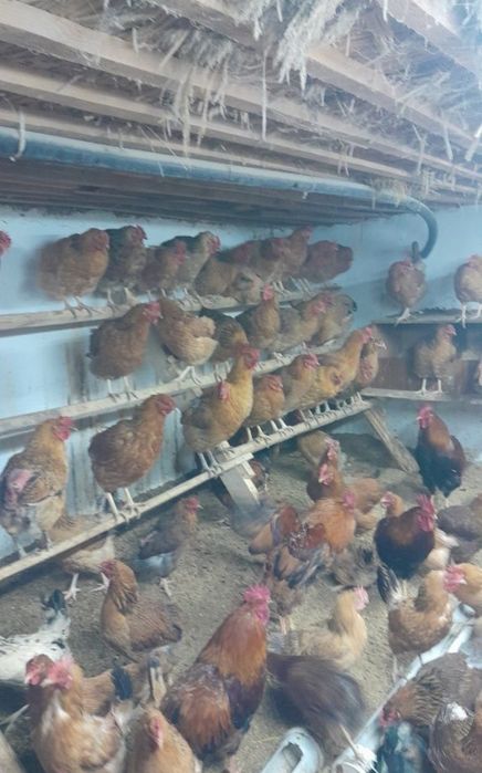 Кучин тауығының балапандары бар