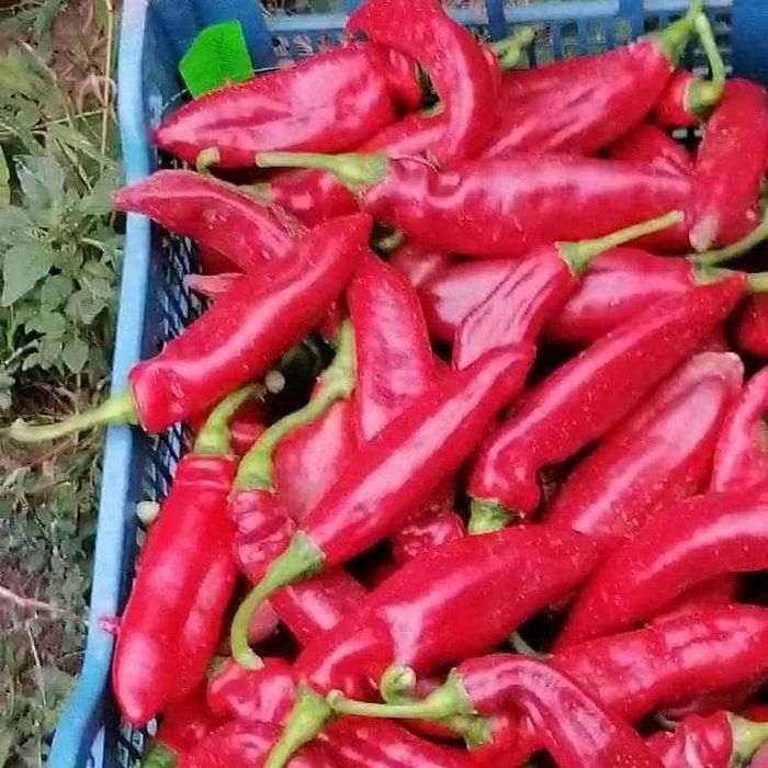 Предлагам разсад домати стари български сортове