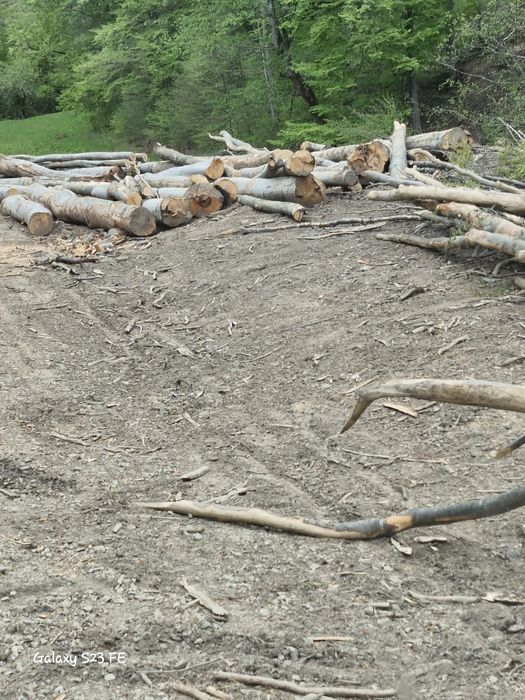 Lemn foc fag bustean