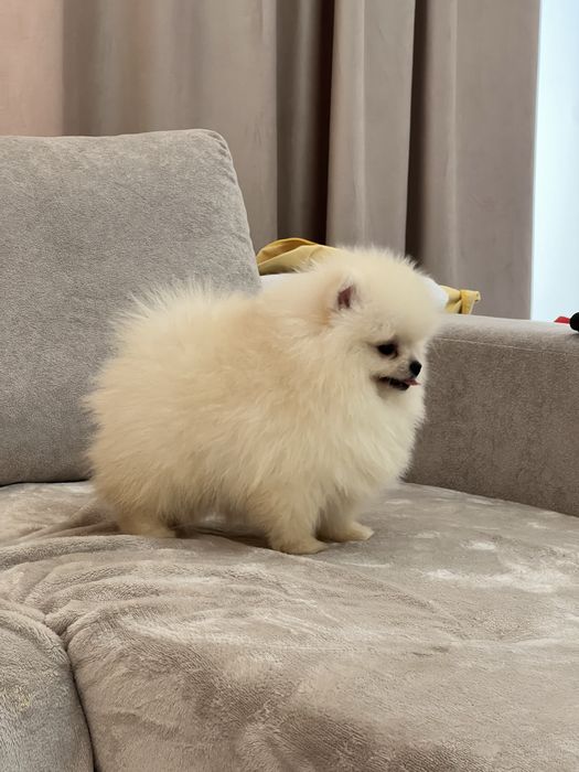 Pomeranian femela - pedigree tip A - parinti campioni