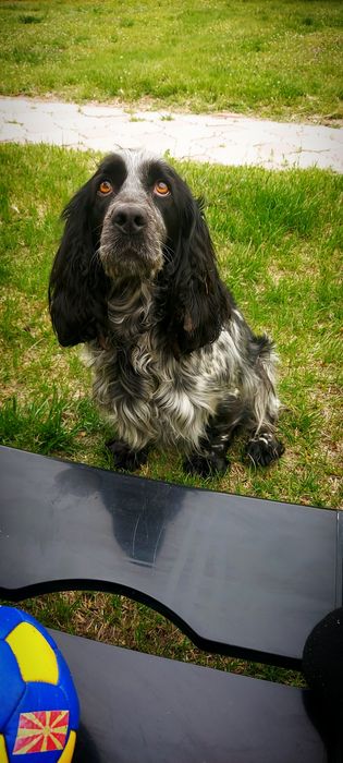 Русский спаниель девочка 5 лет