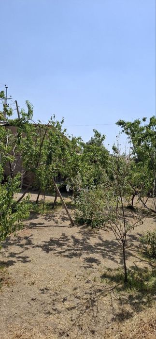 Mirzo ulugbek tumani chingildi yangi o’zbekiston