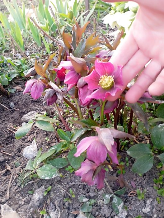 Продаются цветы  морозники