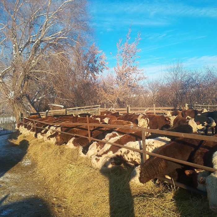 Букалар 50бас акбас