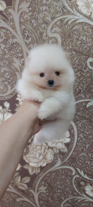 Щпицы кремовые продам