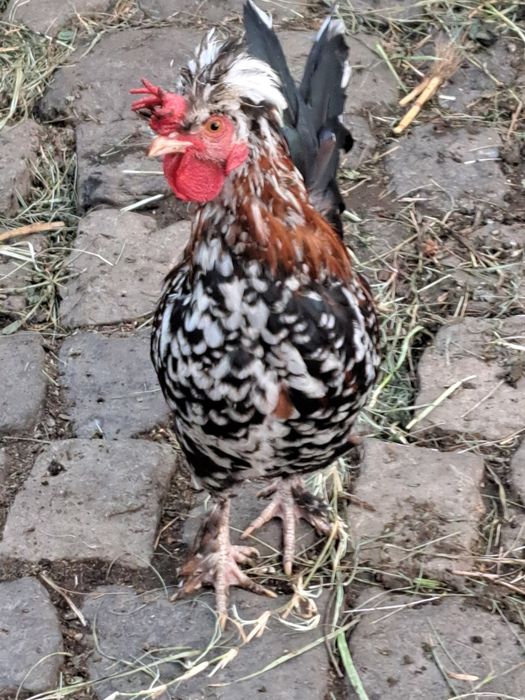 Cocos pitic de vanzare