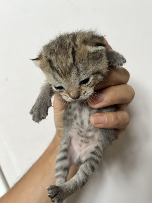 Продам котят полубританцы