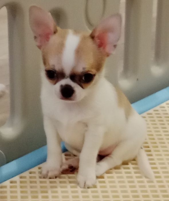 Щенок Чихуахуа -девочка.