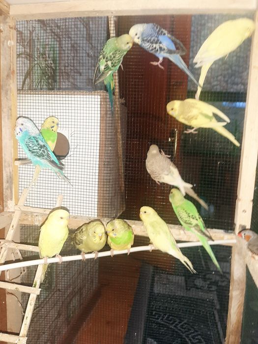 Волнисти папугай