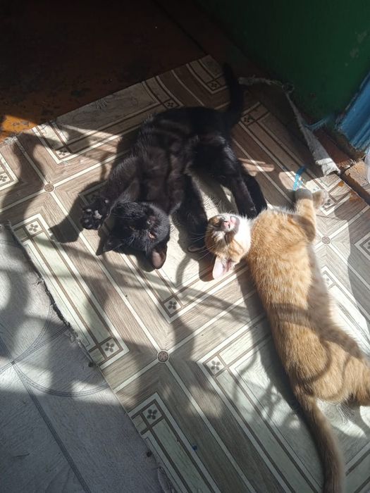 Катята ищут дом Срочно