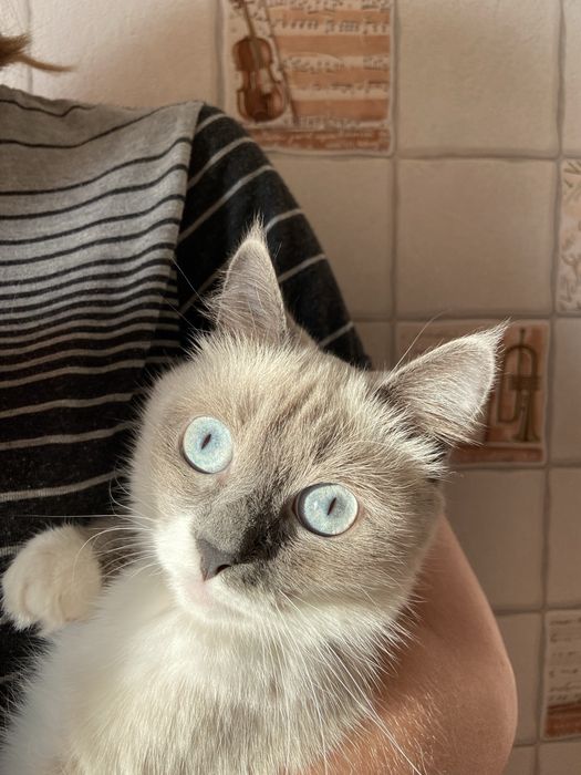 Пристрою кошечку