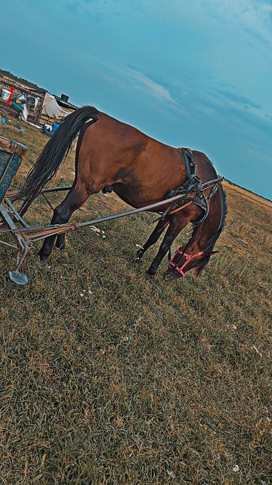 De vanzare cal de lucru pt casa