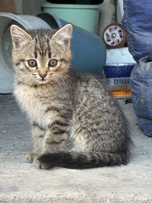 Котята в добрые руки: мальчик и девочка