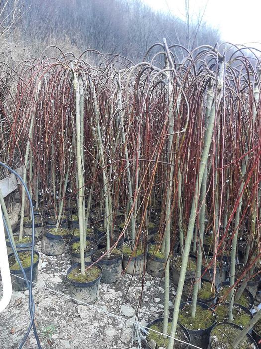 Mesteacăn alb, tei, fag, stejar, paltin, platan