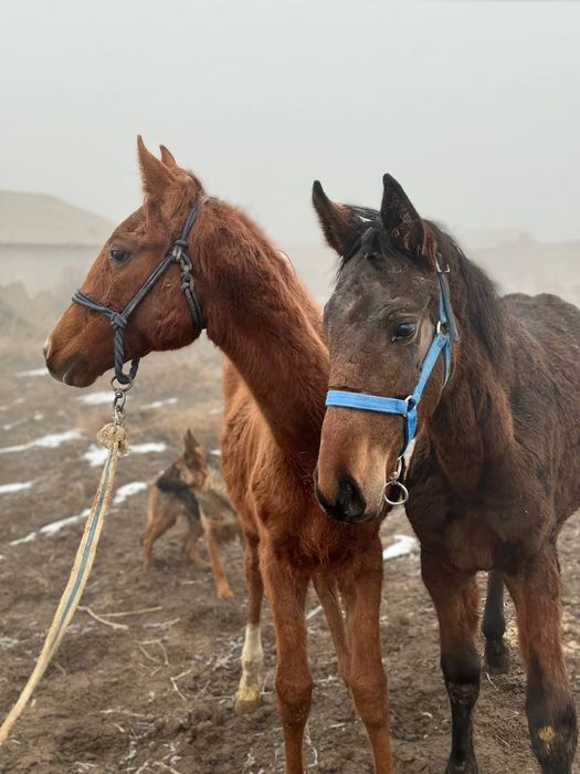 Тазаканды жабагы сатылады